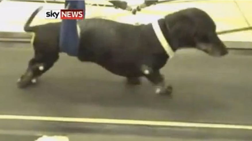 Jasper paralyzed dog.jpg